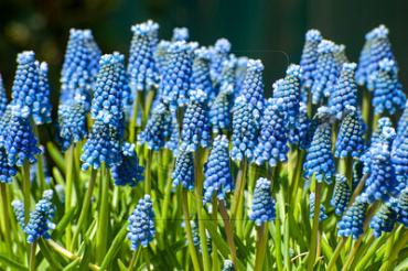 Muscari Auch. Blue Magic 9/10 (x 250)