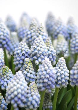 Muscari Auch. Ocean Magic, 8/+ (x250)