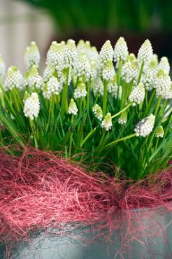 Muscari Auch. White Magic 9/10 (x 250)