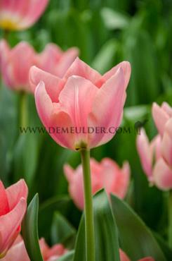 Tulipa Apricona 12/+ (x250)