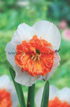 Narcisses Amadeus Mozart Large cupped 12/14 (x250)