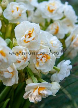 Narcisses Bridal Crown Double Z14/16 (x250)