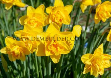 Narcisses Dick Wilden Double 14/16 (x250)
