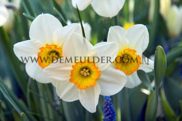 Narcisses Flower Record Large-cupped 14/16 (x250)
