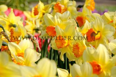 Narcissus Fortune, Large-cupped Group, 14/16 (x250)