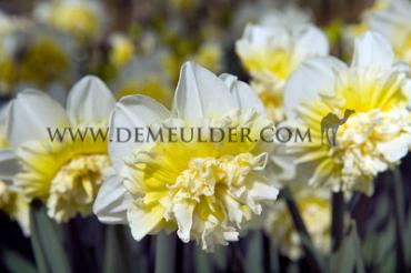 Narcissus Ice King, Double Group, 14/16 (x250)