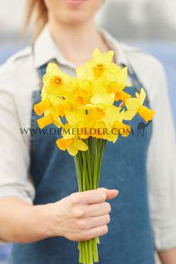 Narcissus Jetfire, Cyclamineus Group, Z12/14 (x250)