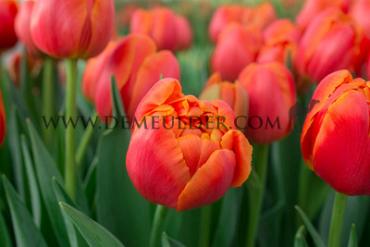 Tulipa Icoon 12/+ (x250)