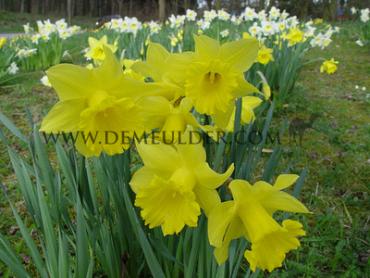 Narcisses Primeur Trumpet 14/16 (x250)