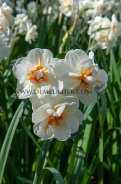 Narcisses Sir Winston Churchill Double Group 14/16 (x250)