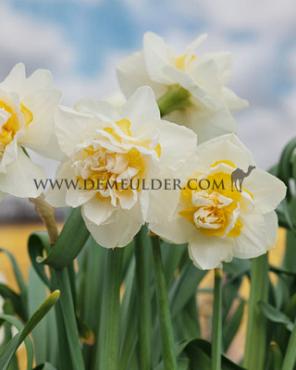 Narcisses White Lion Double 14/16 (x250)