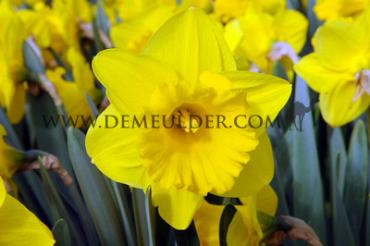 Narcisses Yellow River Trumpet 14/16 (x250)