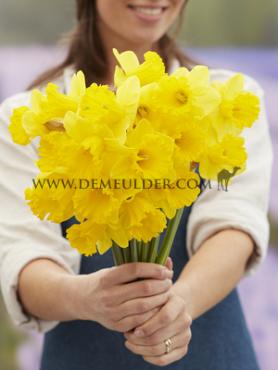 Narcisses Yellow River Trumpet 14/16 (x250)