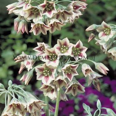 Allium Nectaroscordum Siculum 8/+ (x250)