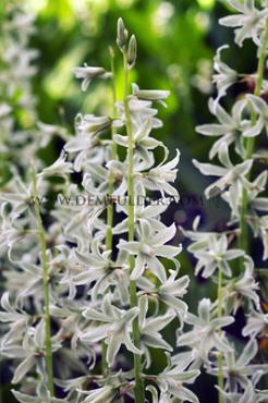 Ornithogalum Nutans 6/+ (x250)