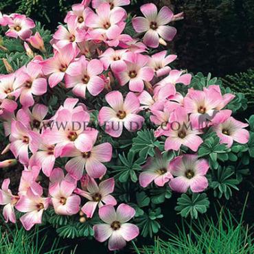 Oxalis Adenophylla 6/+ (x250)