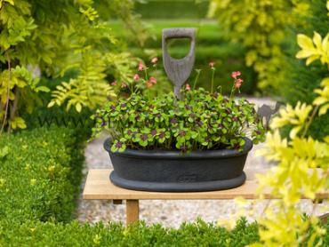 Oxalis Deppei Iron Cross 5/+ (x250)