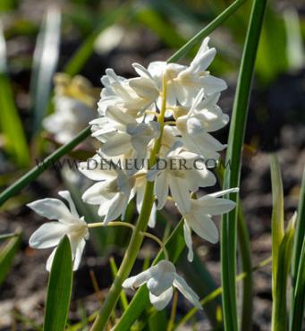 Puschkinia Scilloides Var Alba 5/+ (x250)