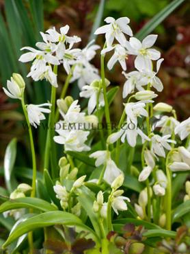 Scilla Siberica Alba 7/8 (x250)