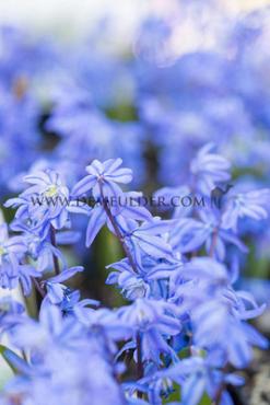 Scilla Siberica 7/8 (x250)