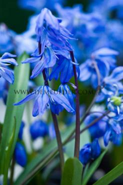 Scilla Siberica Spring Beauty 8/9 (x250)