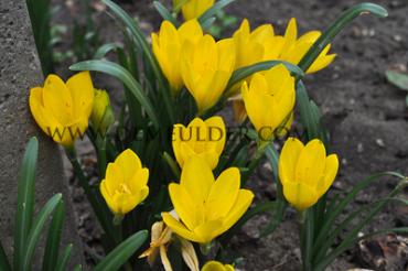 Sternbergia Lutea 8/10 (x250)