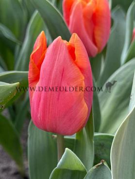 Tulipa Salmon Prince 12/+ (x250)