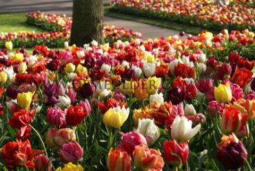 Tulipa Double Early Mixed 12/+ (x250)