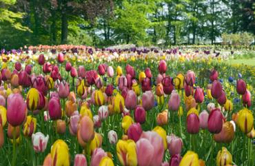 Tulipa Single Early Mixed 12/+ (x250)