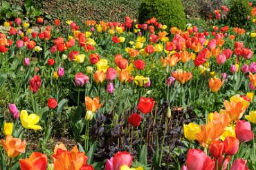 Tulipa Darwin-Hybride Mixed 12/+ (x250)