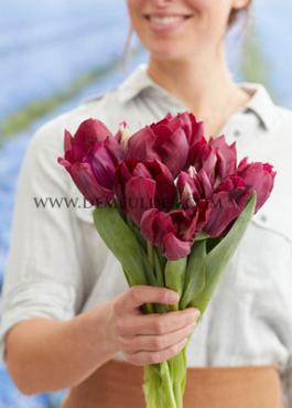 Tulipa Caviar 12/+ (x250)