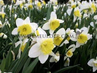 Narcissus Ice Follies, Large-cupped Group, 14/16 (x250)