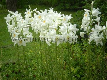 Lilium Candidum I (x 25)