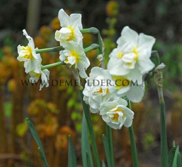 Narcisses Cheerfulness Double 14/16 (x250)