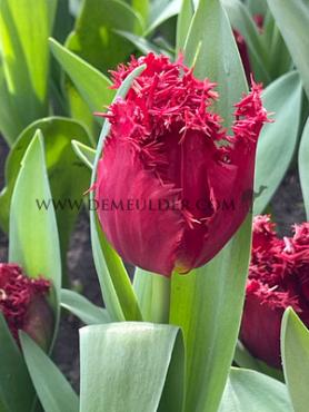 Tulipa Versace 12/+ (x250)