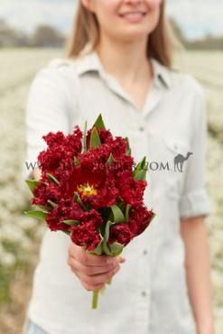 Tulipa Versace 12/+ (x250)