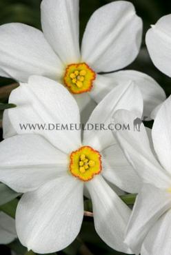 Narcisses Actaea Poeticus 14/16 (x250)