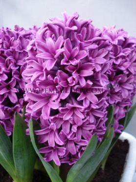 Hyacinthus Miss Saigon 17/18 (x100)