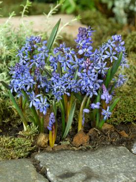 Scilla Bifolia Blauw 4/+ (x250)