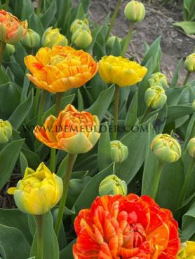 Tulipa Sun Lover 12/+ (x250)