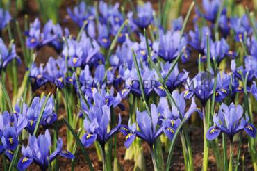 Iris Reticulata Harmony 6/+ (x250)
