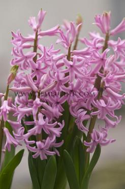 Hyacinths Multiflora Pink I (x 100)