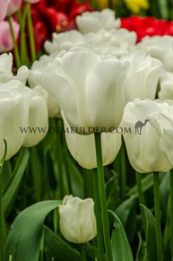 Tulipa Update 12/+ (x250)