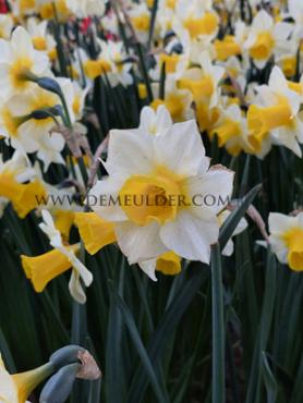 Narcisses Golden Echo Jonquilla And Apodanthus Z12/14 (x250)
