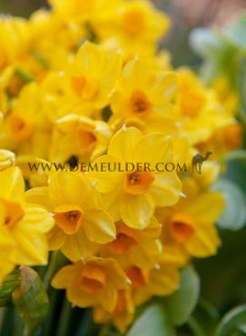 Narcisses Grand Soleil D'or Tazette Z15/17 (x250)