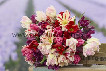Tulipa Parrot Mixed 12/+ (x250)