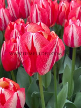 Tulipa Spryng Break 12/+ (x250)