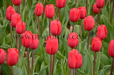 Tulipa Surrender 12/+ (x250)
