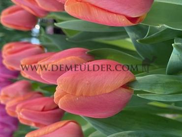 Tulipa Time Out 12/+ (x250)