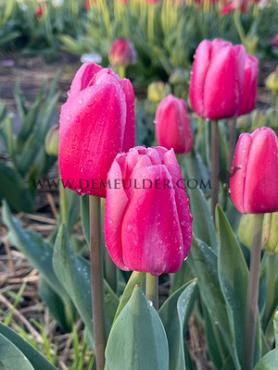 Tulipa Tresor 12/+ (x250)